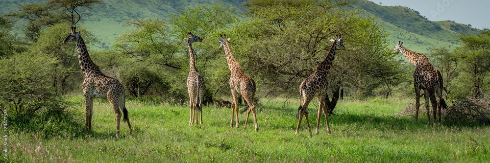 Panorama of five Masai giraffe browsing bushes