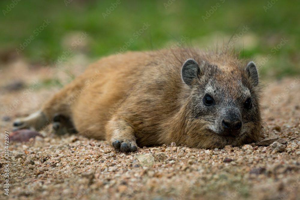 Naklejka premium Rock hyrax facing camera lying on sand