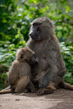 Olive baboon mother nursing baby on wall