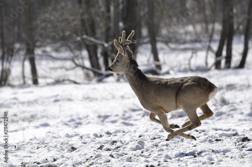 Wallpaper Mural Biegnący kozioł  Torontodigital.ca