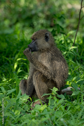 Olive baboon sits with hand to mouth