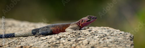 Panorama of male agama lizard in close-up