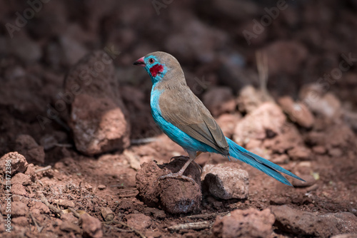 Red-cheeked cordon-bleu perched on stones in sunshine