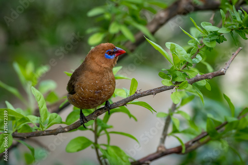 Purple grenadier on leafy branch turning head photo