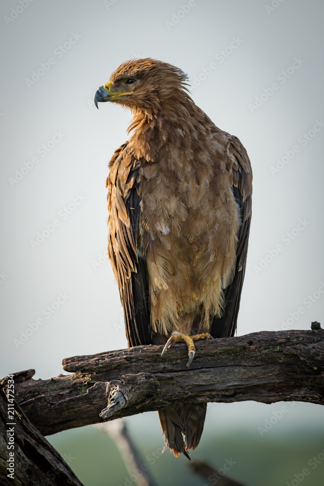Tawny eagle turning head left in tree Tawny eagle turning head left in tree