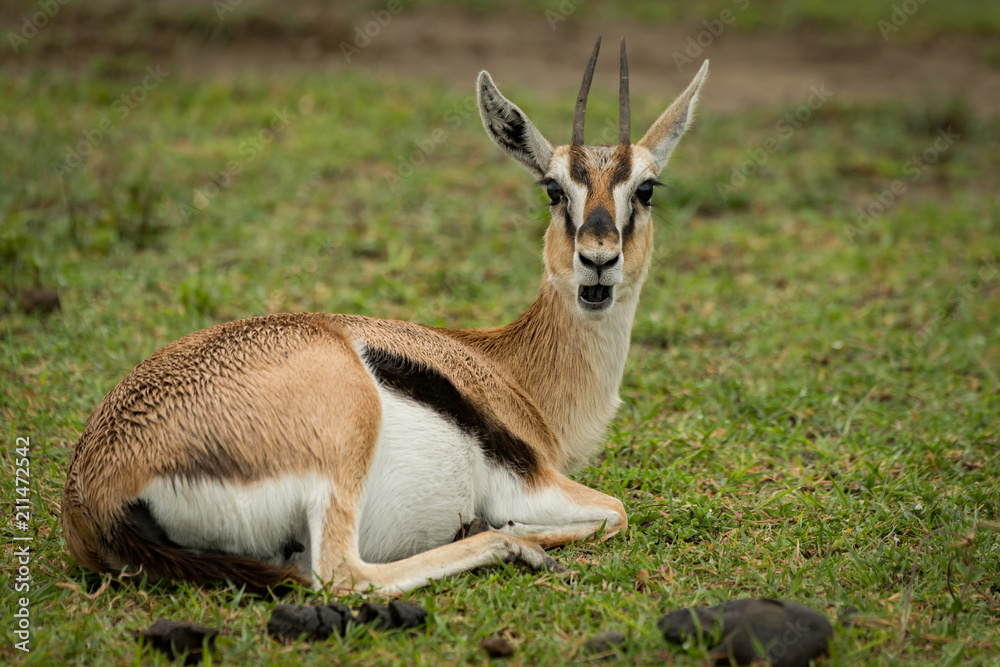Thomson gazelle opens mouth lying on grass Thomson gazelle opens mouth lying on grass