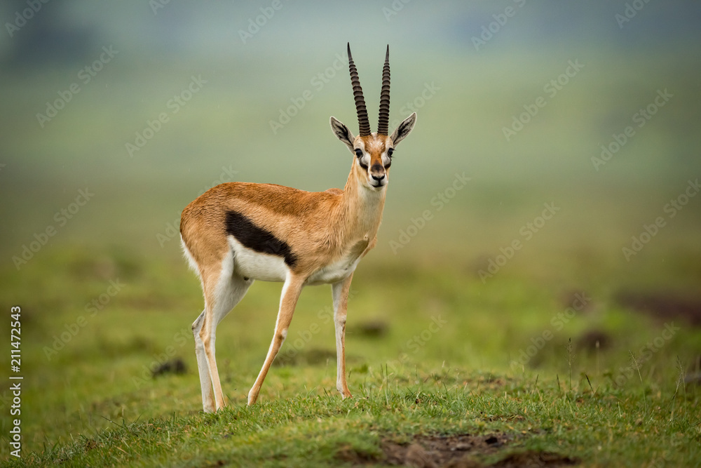Thomson gazelle moves foreleg back on mound Thomson gazelle moves foreleg back on mound