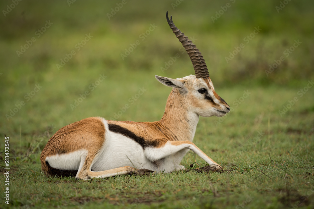 Thomson gazelle on grassy plain lying down Thomson gazelle on grassy plain lying down
