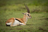 Thomson gazelle lying down on grassy plain