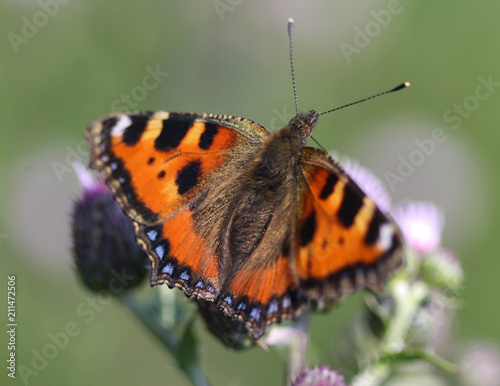 closeup of small tortoiseshell butterfly (Aglais urticae) sitting and feeding nectar from creeping thistle flower © Michael Meijer