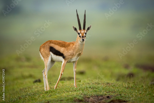 Thomson gazelle moves foreleg back on mound