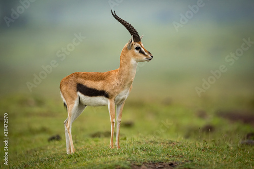 Thomson gazelle standing in profile on mound photo