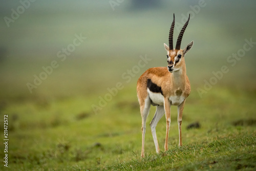 Tableau sur toile Thomson gazelle turns head on grassy slope