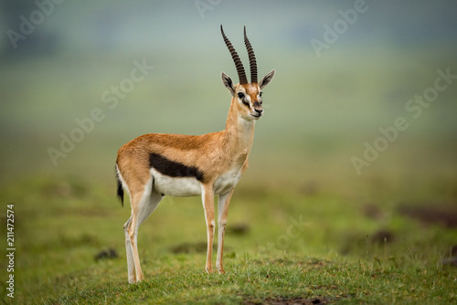 Thomson gazelle stands head turned on mound