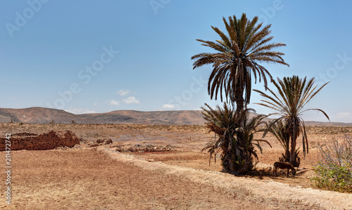 Paysage de Boulfdail pres de Mirleft - Maroc
