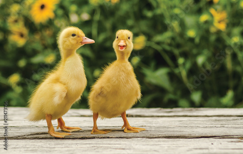 Cute ducklings on an old rustic wooden table in the garden photo
