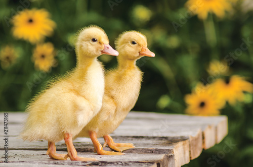 Cute ducklings on an old rustic wooden table in the garden