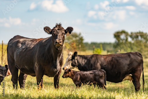Obraz na płótnie Commercial Angus cow herd - painting-like