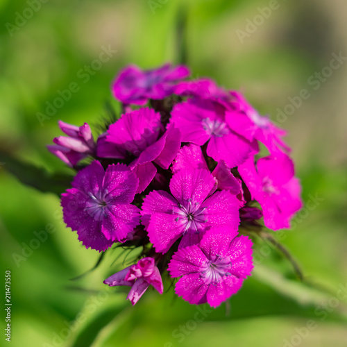 close up of Chinese carnation flower on natural background