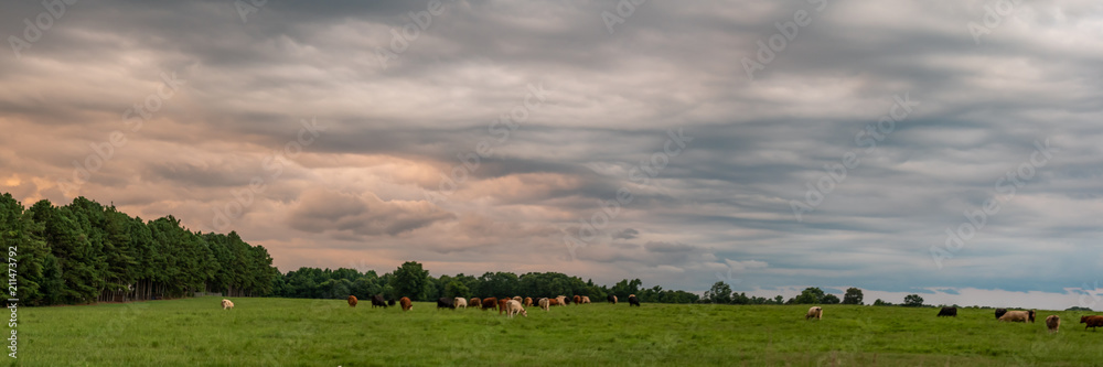 Cow pasture panorama web banner Cow pasture panorama web banner
