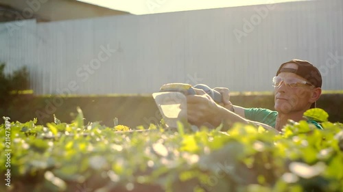 Gardener trimming hedge in garden with electric trimmer at sunset