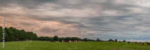 Cow pasture panorama web banner