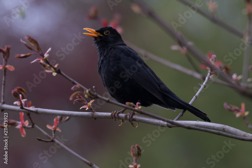 singing blackbird on branch of a tree Turdus merula photo