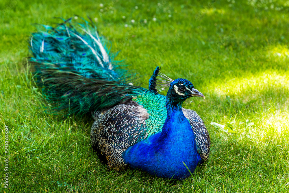 Obraz premium Peacock in summer park