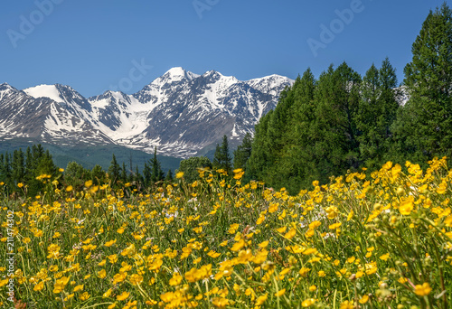 mountains flowers buttercup yellow meadow