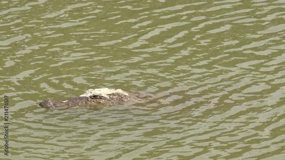 Nile crocodile swimming in the river - Africa Nile crocodile swimming in the river - Africa
