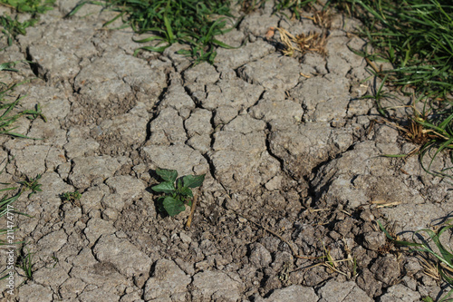  dried and cracked soil ground, in the summer