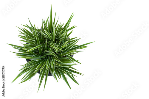 plant in pot isolate on white background