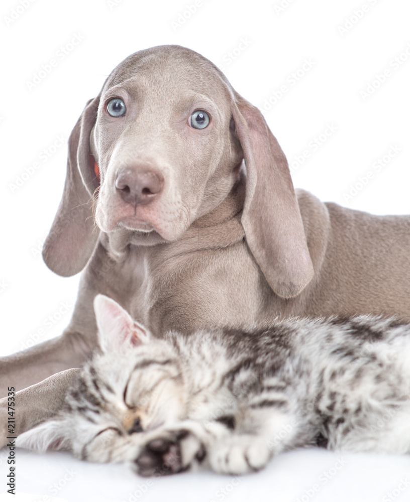 Weimaraner puppy lying with kitten. isolated on white background