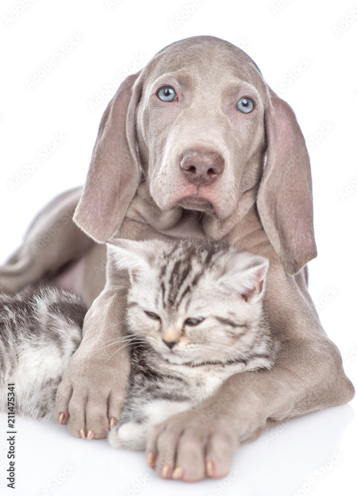 Weimaraner puppy hugs tabby kitten. isolated on white background