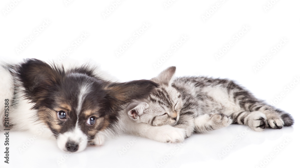 Cute papillon puppy and sleeping scottish tabby kitten lying together. isolated on white background Cute papillon puppy and sleeping scottish tabby kitten lying together. isolated on white background