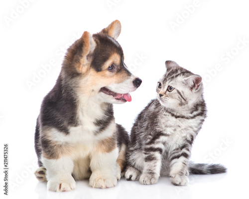 puppy and kitten look at each other. isolated on white background