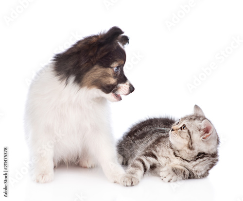 puppy and kitten look at each other. isolated on white background © Ermolaev Alexandr