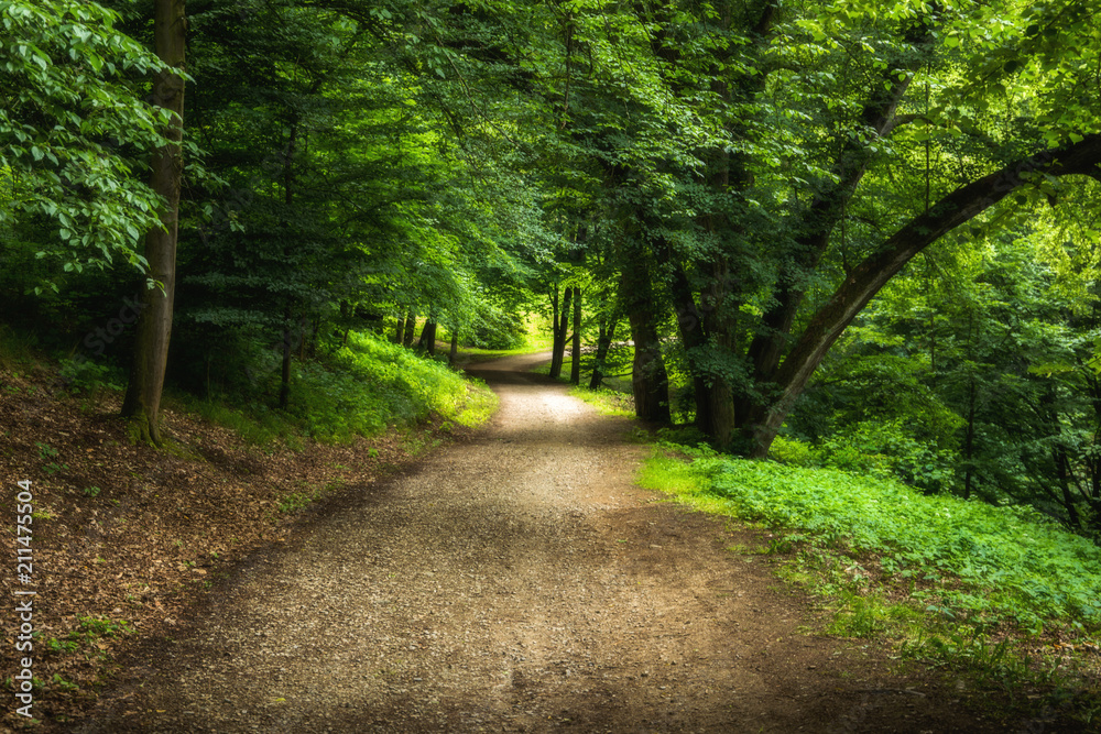Walkway With Green Trees in Forest. Beautiful Alley In Park. Pathway Way Through Dark Forest Walkway With Green Trees in Forest. Beautiful Alley In Park. Pathway Way Through Dark Forest