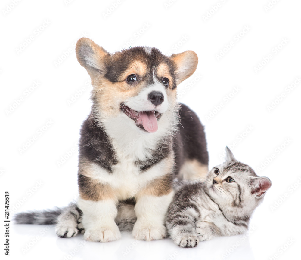 Corgi puppy above scottish tabby kitten. isolated on white background