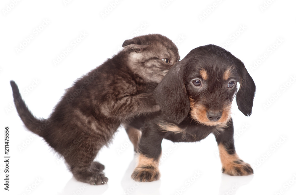 kitten playing with dachshund puppy.  isolated on white background