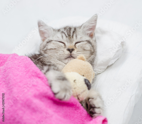 Baby kitten sleeping on pillow under blanket with toy bear