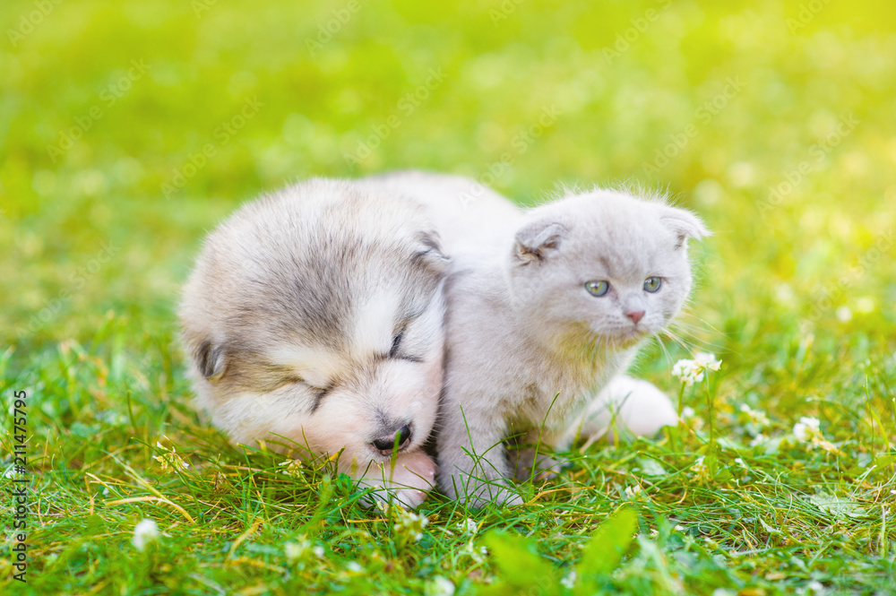 Sleeping alaskan malamute puppy hugging small kitten on green grass