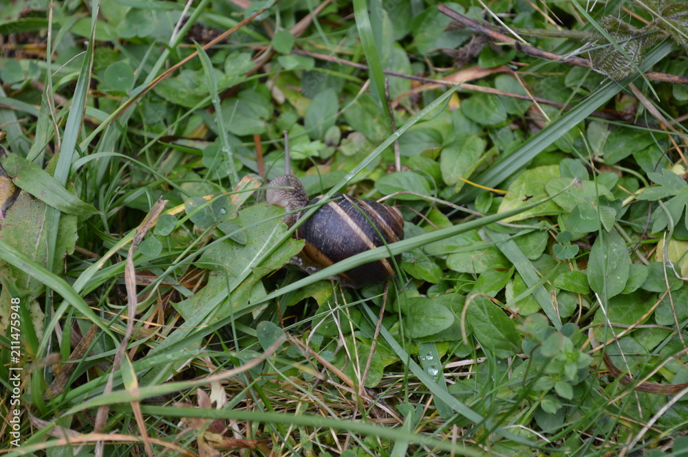 Feeding snail Feeding snail