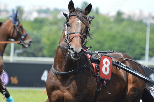 Foto cheval de courses