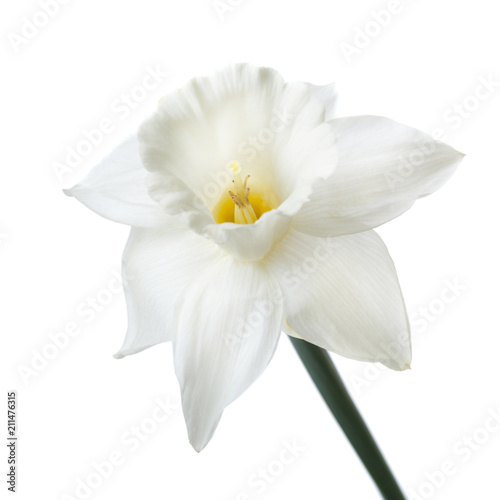 A daffodil flower isolated on white background.