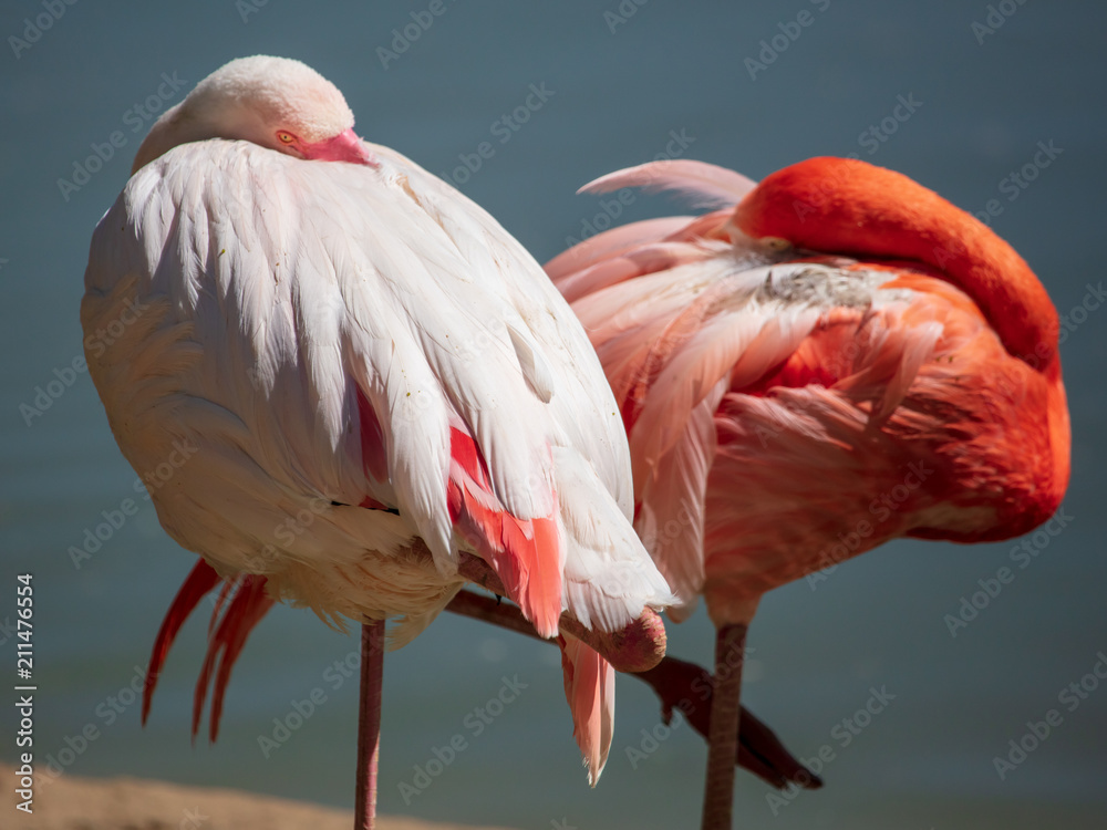 Two pink flamingos sleep on the nature Two pink flamingos sleep on the nature
