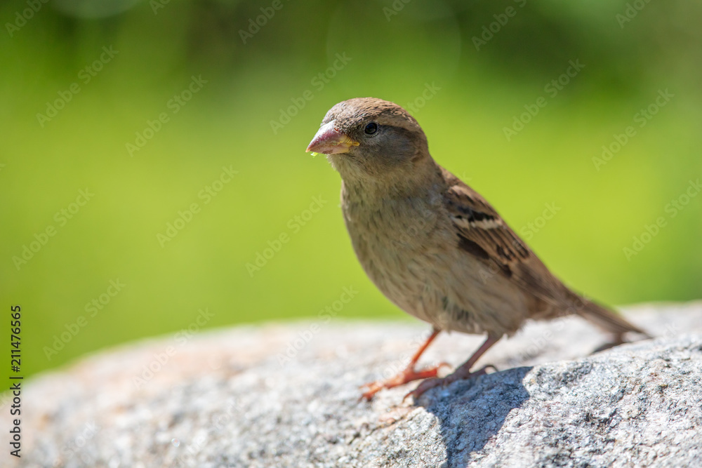 Sparrow on the road in the city Sparrow on the road in the city