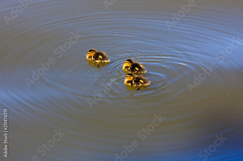 Little ducklings swim on the surface of the lake