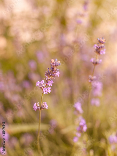 bright  beautiful  fragrant bush of purple lavender on a sunny  warm summer day