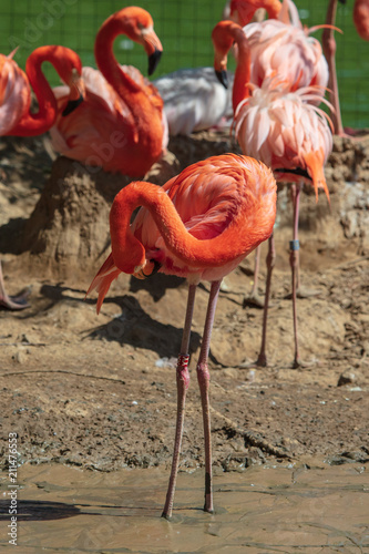 Pink flamingos are walking in the park photo